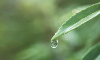 Uso de remedios naturales tradicionales en el tratamiento de la incontinencia urinaria