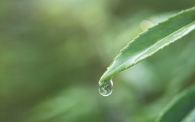 Uso de remedios naturales tradicionales en el tratamiento de la incontinencia urinaria